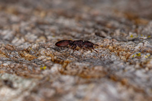 istock Adult Red Turtle Ant 1340386790