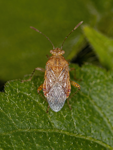 Adult Pentatomomorph Bug of the Infraorder Pentatomomorpha