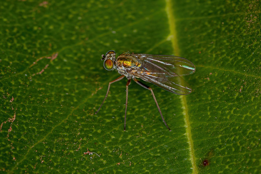 Adult Long-legged Fly of the Family Dolichopodidae