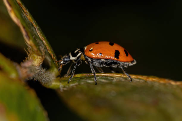 взрослая конвергентная леди жук - brazil ladybug insect beetle стоковые фото и изображения