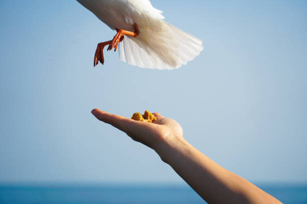 istock Seagull bird spreading wings flying eat 1340387042