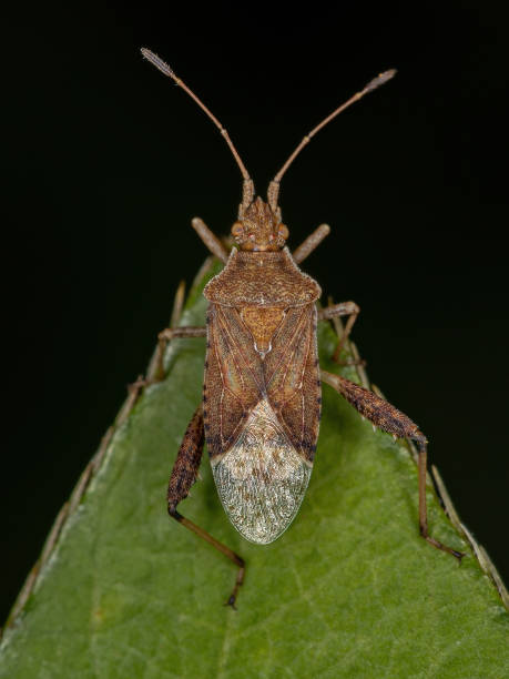 istock Adult Scentless Plant Bug 1340387062