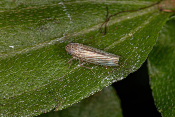 istock Adult Sharpshooter Insect 1340387156