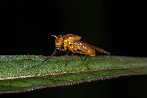 istock Adult Acalyptrate Fly 1340387992