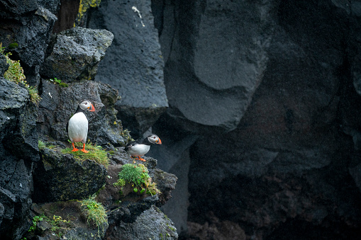 Two Beautiful Puffins on the black lava cliff on Heimaey island, the largest of  Westman Islands on south of Iceland.