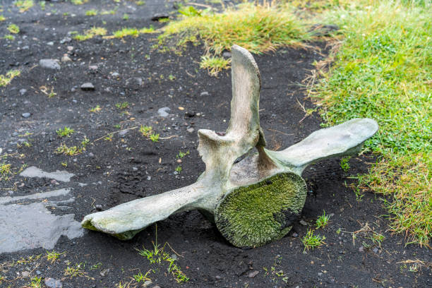 Beach with pebbles and a whale vertebrain in Patagonia, Tierra del Fuego, Argentina in spring.