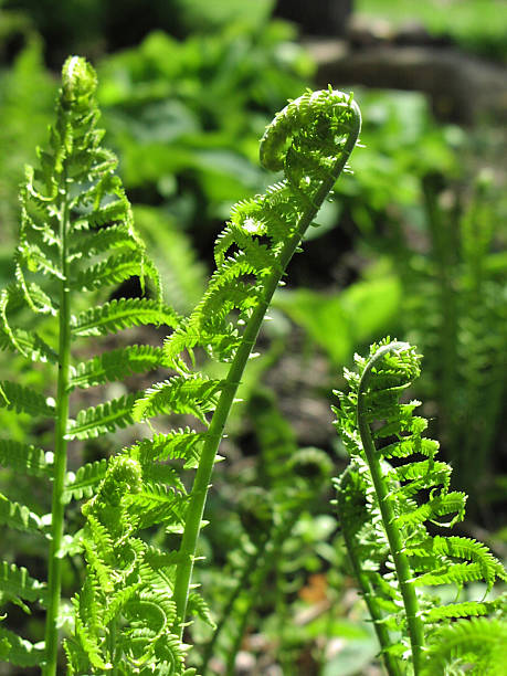 渦巻状若葉-シダ - fern bud growth child ストックフォトと画像