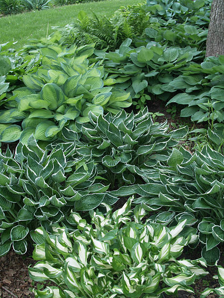 istock Many hosta plants in a garden by a lawn 134039659