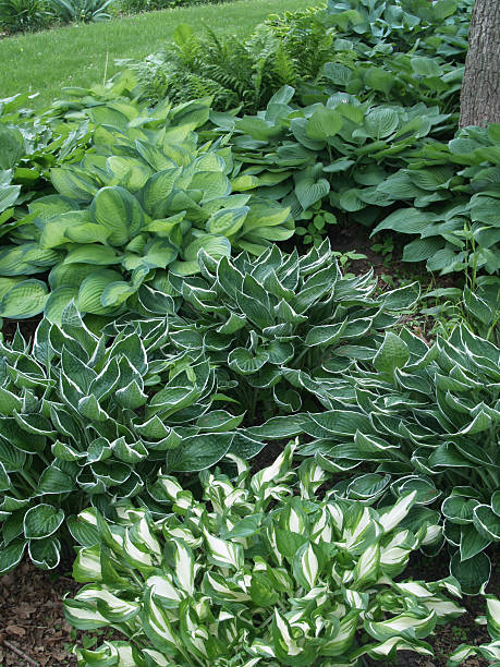 Many hosta plants in a garden by a lawn Several varieties of hosta together for a background. hosta photos stock pictures, royalty-free photos & images