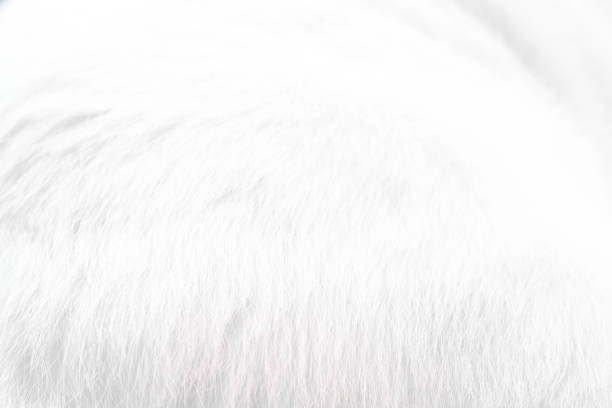 abstract background of white cat fur