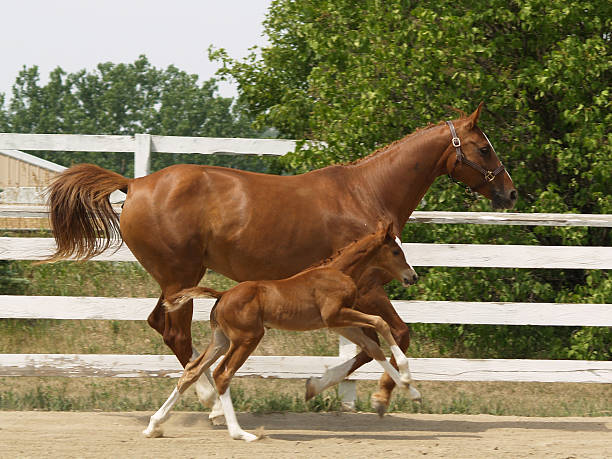 Madre corriendo y potro - foto de stock