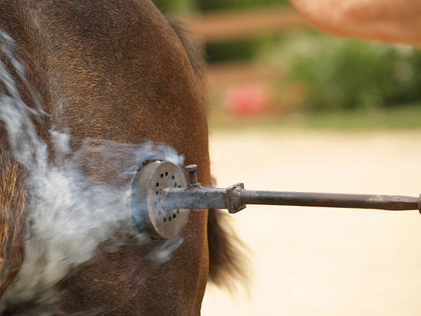 Horse opciones de marca - foto de stock