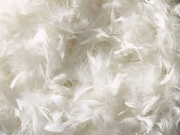 White feather background.