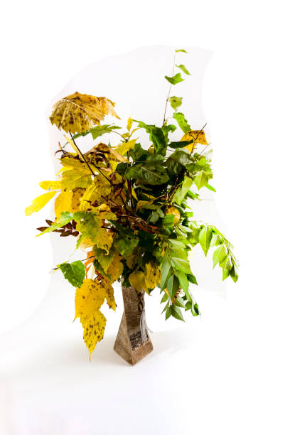 istock autumn bouquet with tree branches and yellow and orange leaves 1340398005