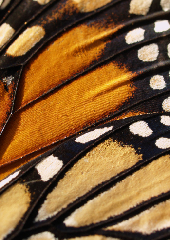 A detailed macro shot of a Monarch Butterfly wing with shallow depth of field.