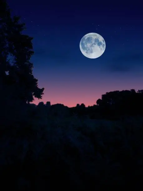 Photo of Moon over the jungle