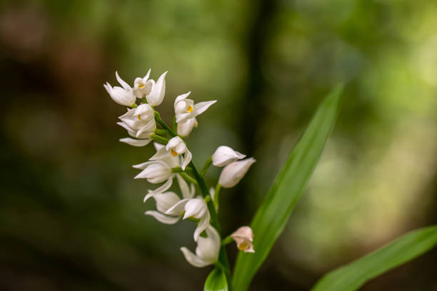 flor de cephalanthera longifolia en el campo - long leaved helleborine fotografías e imágenes de stock