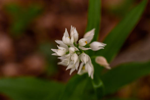 flor de cephalanthera longifolia en el campo, macro - long leaved helleborine fotografías e imágenes de stock