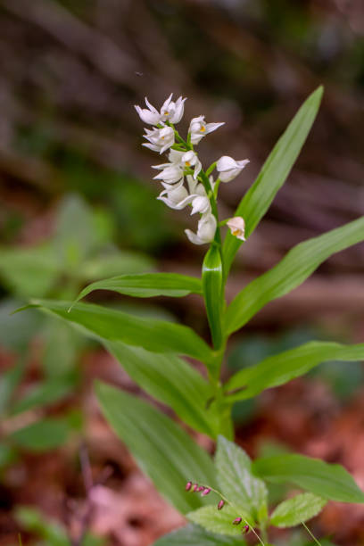 flor de cephalanthera longifolia que crece en el campo - long leaved helleborine fotografías e imágenes de stock