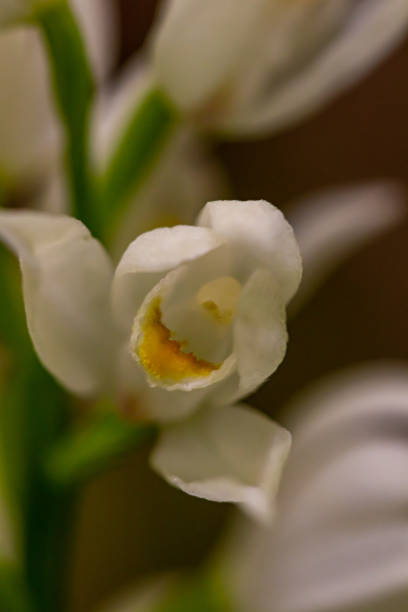 flor de cephalanthera longifolia que crece en el campo, de cerca - long leaved helleborine fotografías e imágenes de stock
