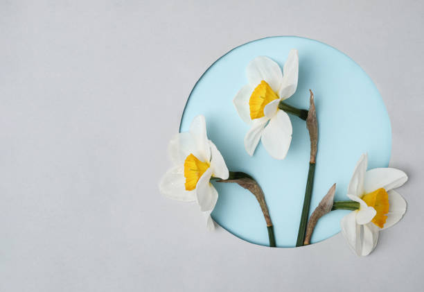 istock Three daffodils in a circle on a grey background. Spring concept and holiday greetings. 1340405910
