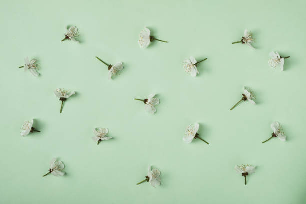 istock White leaves of sweet cherry blossoming in spring are arranged in a pattern. Spring and development minimal concept. 1340405915