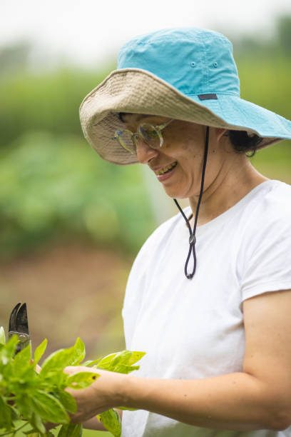 istock A woman collecting vegetables from her kitchen garden 1340406416