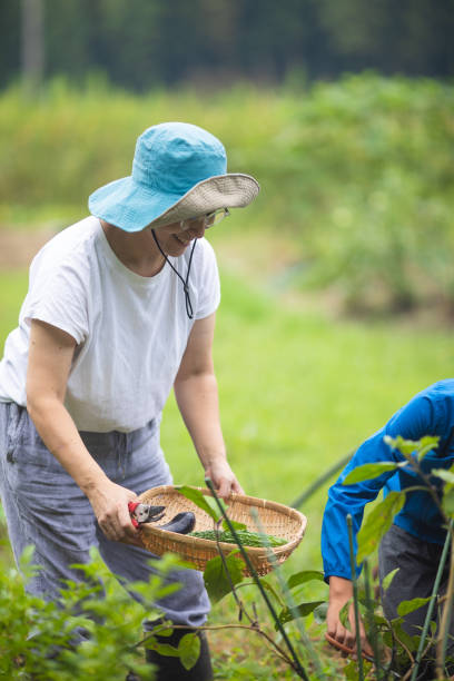 istock A woman collecting vegetables from her kitchen garden 1340406421