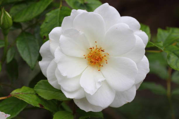 Corymbifera (Rosa corymbifera), also Bush-rose, is a species in the genus rose (Rosa)