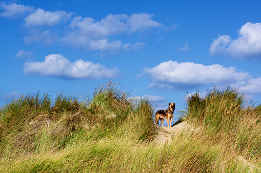Cute Fluffy Dog between Sand Dunes with Grass on Blue Cloudy Sky background