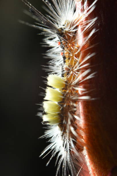 istock Red-haired caterpillars eat leaves. 1340413188