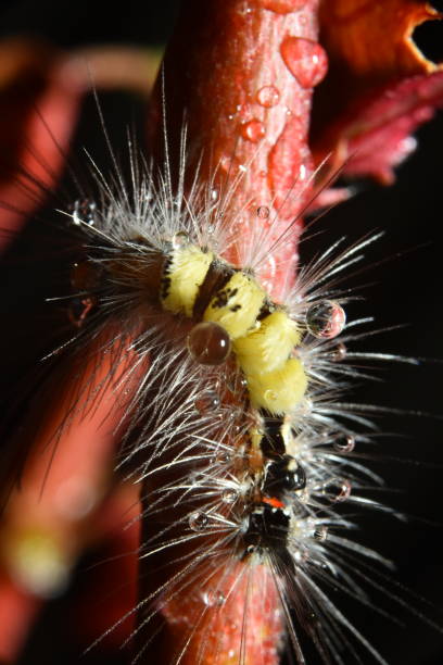 istock Red-haired caterpillars eat leaves. 1340413196