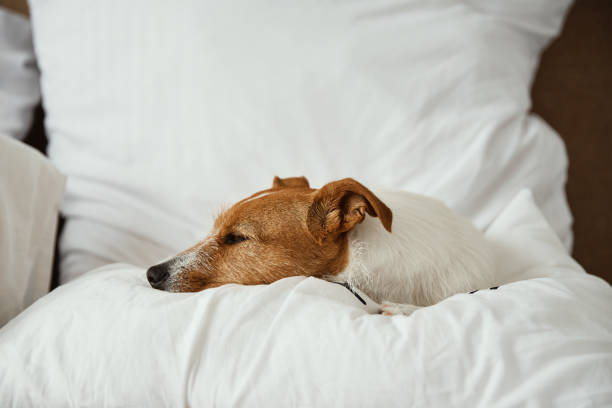 istock Dog sleeping and resting at the bed. 1340414437