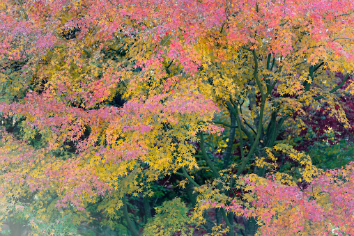 Kaede of autumn leaves changing, autumn scenery.