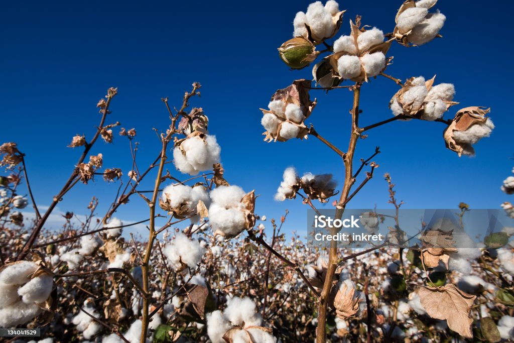 Treillis en coton - Photo de Capsule de coton libre de droits