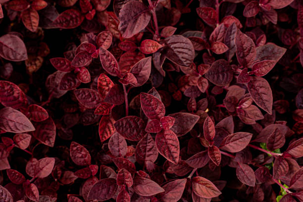 istock closeup nature view of red leaves background. 1340415933