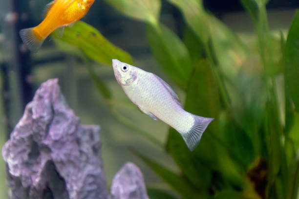 A small silver or white common Molly A small silver or white common Molly fish in a home aquarium black molly fish stock pictures, royalty-free photos & images