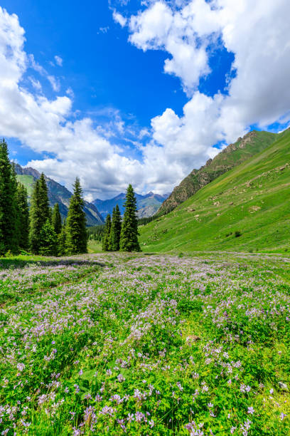 istock Mountain and grassland with forest scenery in Xinjiang,China. 1340418195