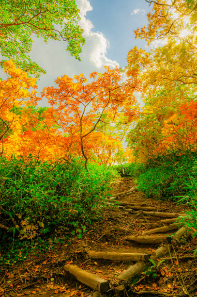 green and yellow