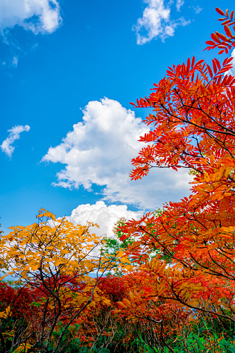 An autumn leaf in Upper Peninsula, Michigan