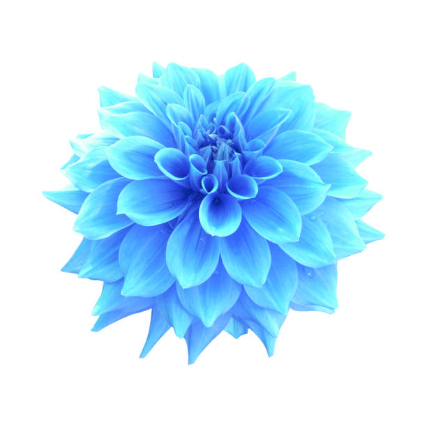 istock Blue dahlia flower isolated on white background 1340420335