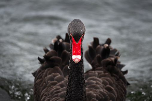Symmetrical image of an elegant black swan with water drops on its head