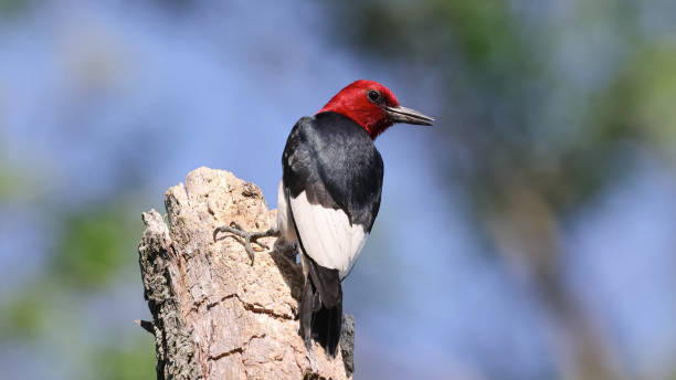 istock red-headed woodpecker (Melanerpes erythrocephalus) is a small or medium-sized woodpecker from temperate North America 1340422820