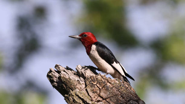 istock red-headed woodpecker (Melanerpes erythrocephalus) is a small or medium-sized woodpecker from temperate North America 1340422822