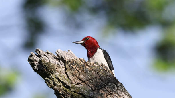 istock red-headed woodpecker (Melanerpes erythrocephalus) is a small or medium-sized woodpecker from temperate North America 1340422823