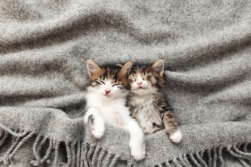 Two little adorable tricolor kittens sleep with eyes closed and lying covered with a gray fluffy blanket. Photo of relaxed sleeping cats that lie upside down. Concept of healthy and happy pet animal