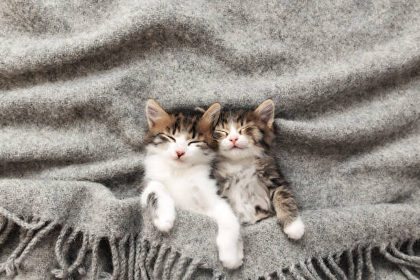 two little kittens sleep with their eyes closed and covered with fluffy blanket - kitten imagens e fotografias de stock