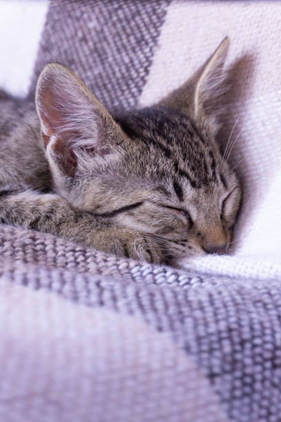 istock Little tabby kitten sleeping on an armchair with a beige checkered plaid 1340424070