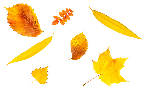 A set of yellow, red, orange dry fallen autumn leaf of the elm, birch, maple, rosehip, willow on a white background is an isolated.
