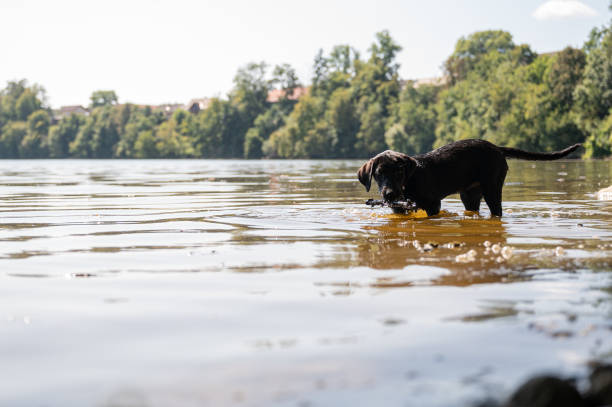 istock Labrador puppy fetching a stick from the river 1340424775